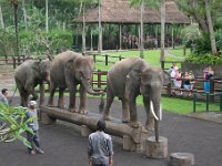 IMG 4139  Elephant Park at Taro