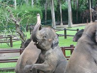 IMG 4141  Elephant Park at Taro